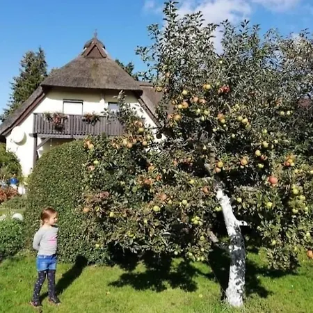 Apfelblüte